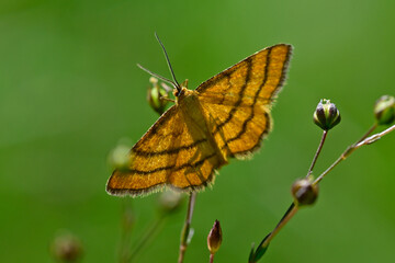 Golden-yellow wave // Goldgelber Magerrasen-Zwergspanner  (Idaea aureolaria)