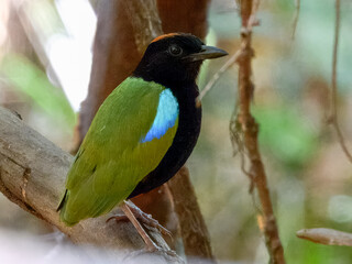 Rainbow Pitta - Pitta iris in Australia