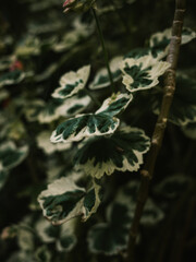 Plant in the garden