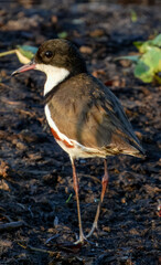 Red-kneed Dotterel - Erythrogonys cinctus in Australia