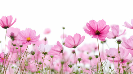 Pink Cosmos Flowers in a Field.