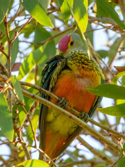 Rose-crowned Fruit-Dove - Ptilinopus regina in Australia