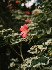 Obraz premium Plant in the garden