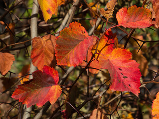 Golden autumn leaves on a tree branch