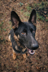 Close-up of a German Shepherd looking attentively during a training session in nature