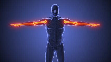 Obraz premium The skeletal hand discomfort anatomy