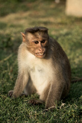 Monkeys in Freedom at the Heart of History