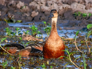 Wandering Whistling-Duck - Dendrocygna arcuata in Australia
