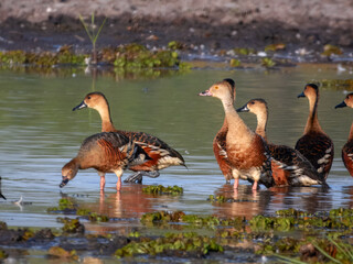 Wandering Whistling-Duck - Dendrocygna arcuata in Australia