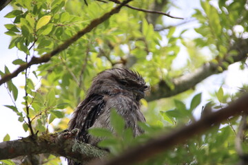Tawny Frogmouth (Podargus strigoides), Narre Warren South, Melbourne, Victoria, Australia.
