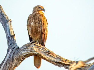 Whistling Kite - Haliastur sphenurus in Australia