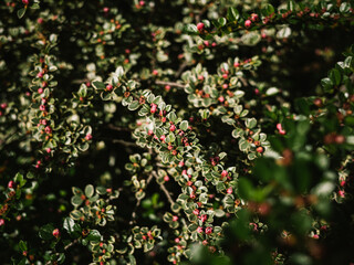 Close up of a plant