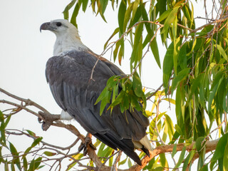 White-bellied Sea-Eagle - Icthyophaga leucogaster in Australia
