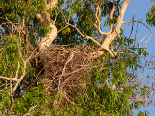 White-bellied Sea-Eagle - Icthyophaga leucogaster in Australia