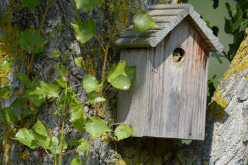 Oiseau dans le nichoir