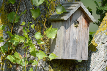 Oiseau dans le nichoir