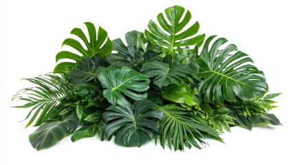 Obraz premium A stunning arrangement of fresh green monstera and banana leaves, isolated on a pure white background.