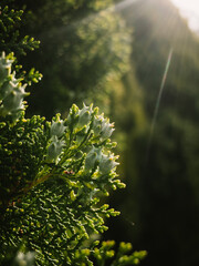 Thuja tree