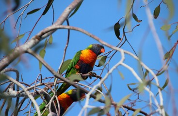 Rainbow Lorikeet (Trichoglossus moluccanus), Cranbourne East, Melbourne, Victoria, Australia.