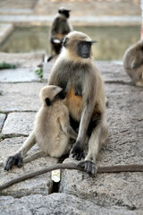 Monkeys in Freedom at the Heart of History