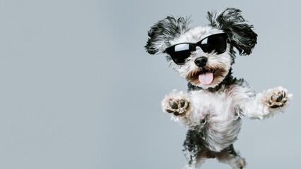 Fototapeta premium Happy dog wearing sunglasses jump on gray background with ample copy space