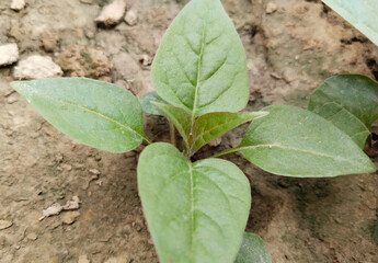 New pink mirabilis jalapa flower plant photo