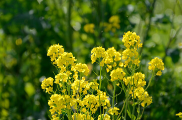 Obraz premium 菜の花