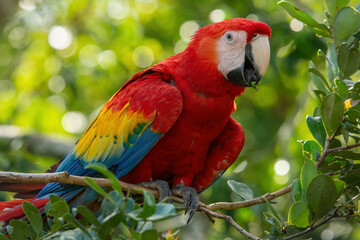 Scarlet macaw aka Ara macao or Ara arakanga with food in beak Amazing colorful parrot from Costa Rica