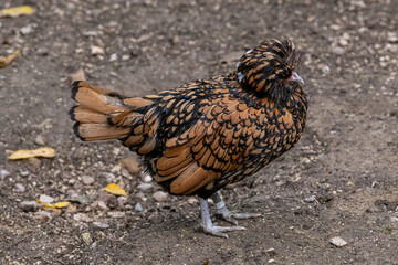 Nancy, France - October 3rd 2024 : View on a female Padovana chicken in a henhouse in a park in the city of Nancy.
