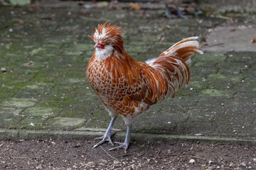 Nancy, France - October 1st 2024 : View on a male Padovana chicken in a henhouse in a park in the city of Nancy.