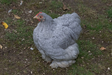 Nancy, France - October 1st 2024 : View on a female Pekin Bantam in a henhouse in a park in the city of Nancy.