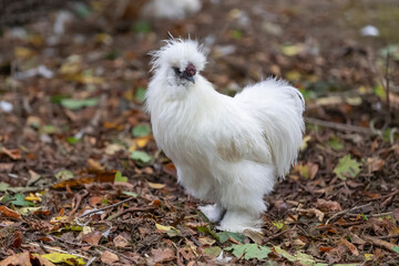 Nancy, France - October 1st 2024 : View on a male Silkie in a henhouse in a park in the city of Nancy.