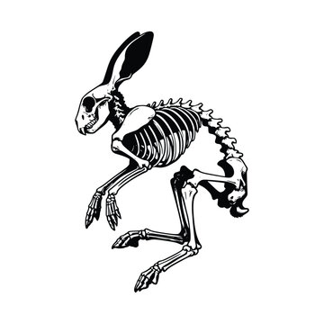 Detailed hand drawn vector illustration of a Rabbit skeleton in black and white."