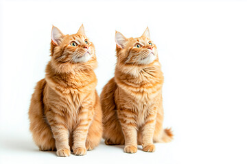 Fototapeta premium Two fluffy ginger cats sitting together, both looking up, with a clean white background highlighting their vibrant fur.