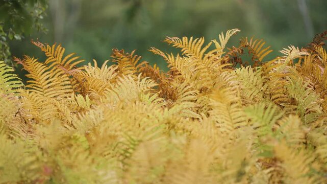 Close-up of the patch of golden ferns in the autumn forest, gently swaying with the breeze as they fill the frame in a lush scene.