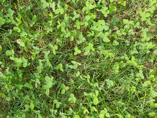 green meadow background flat view