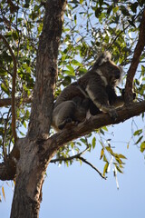 koala in a tree