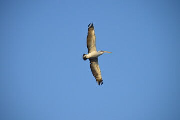 pelican in flight