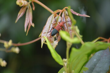 beetle on leaf