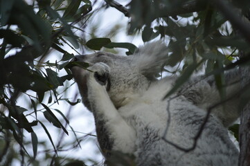 Obraz premium koala in tree eating eucalyptus