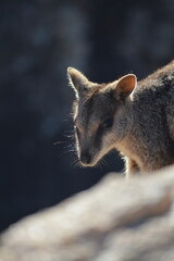 Naklejka premium sleepy looking baby wallaby australia