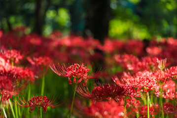 明るい森の中の曼珠沙華　埼玉県日高市巾着田