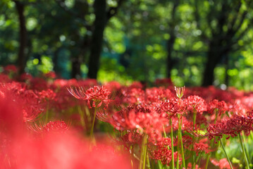 明るい森の中の曼珠沙華　埼玉県日高市巾着田