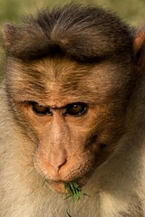Fototapeta premium Monkeys in Freedom at the Heart of History
