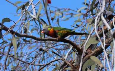 Rainbow Lorikeet (Trichoglossus moluccanus), Cranbourne East, Melbourne, Victoria, Australia.