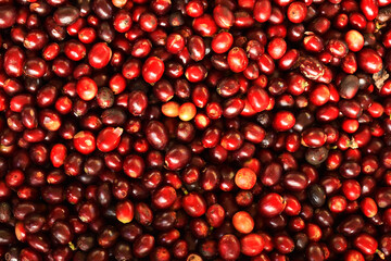close up of fresh coffee beans for background                 