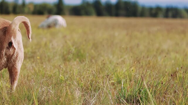 A mixed breed dog, mainly Maltese, joyfully runs across a vibrant autumn meadow alongside a Shar Pei on a cloudy, windy day. Leaves dance in the air, capturing the playful energy of the scene.