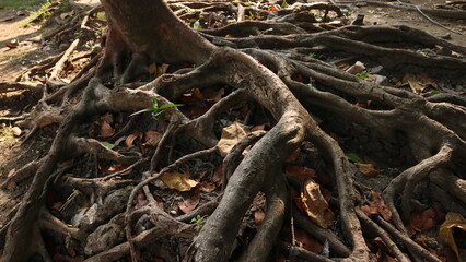 Closed up big tree roots