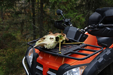 Moose skull with antlers on the front of a hunting all-terrain vehicle in the forest © Bjorn