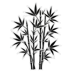 Fototapeta premium bamboo isolated on white